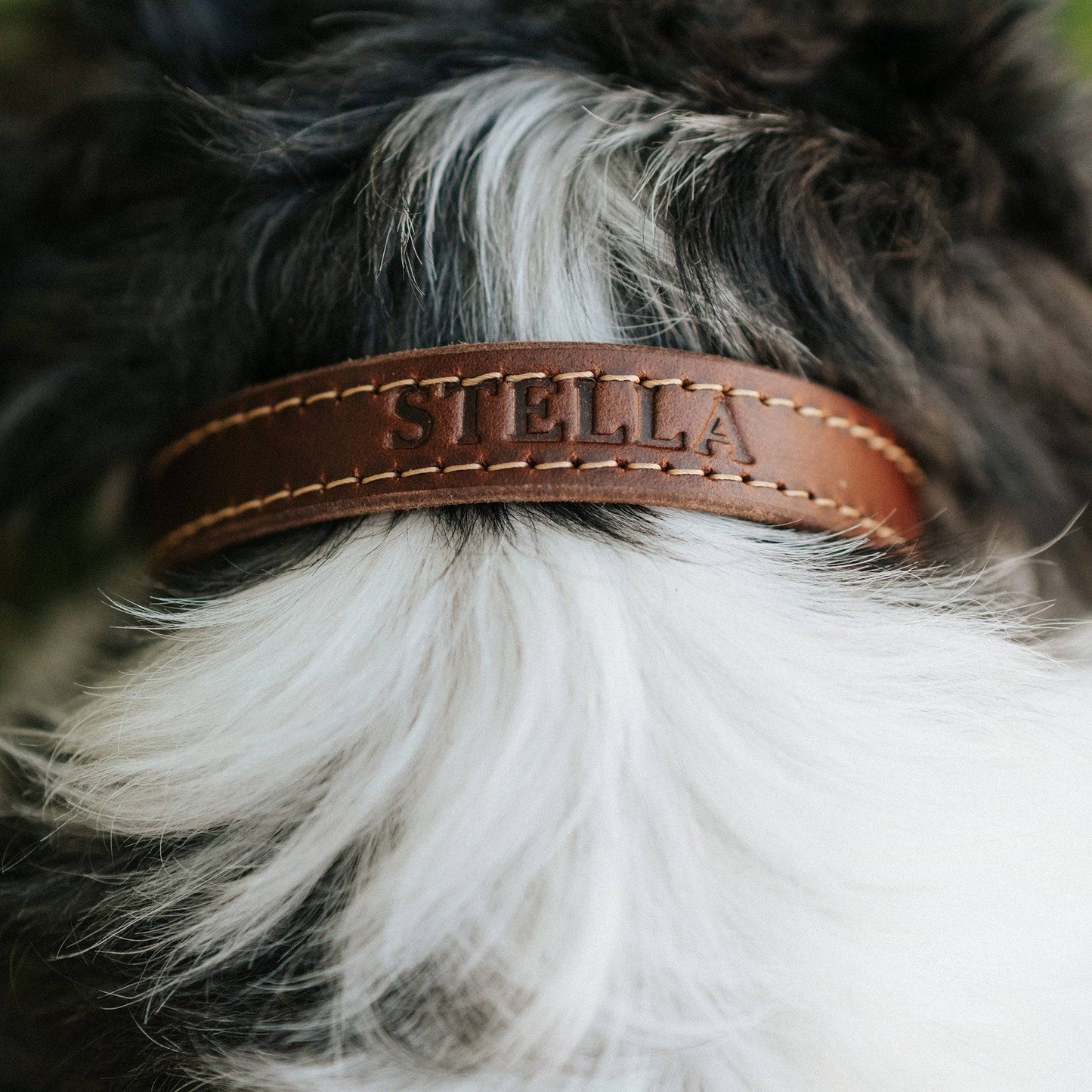 Leather Dog Collar - Designer