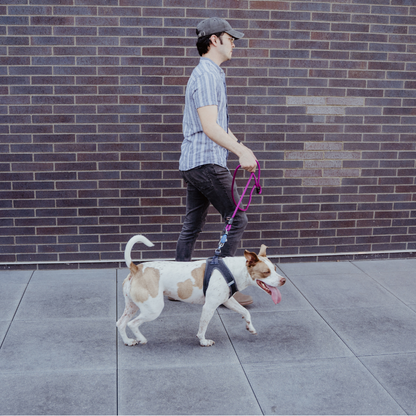 Patented Magnetic Dog Leash - One-Hand Connect & Release